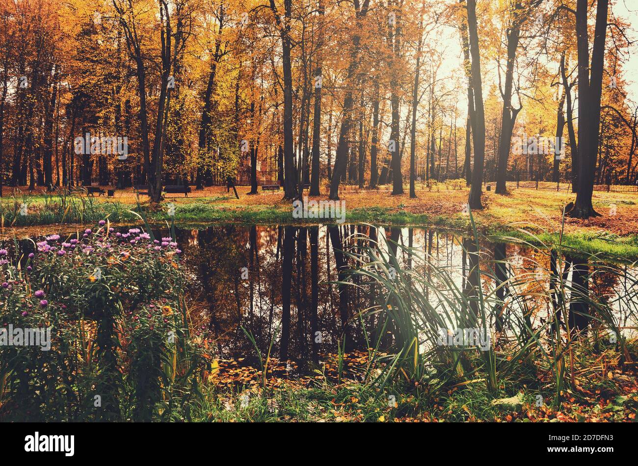 Herbstlandschaft mit ruhigem See und gelben Bäumen im Park Während des oktobervormittags Stockfoto