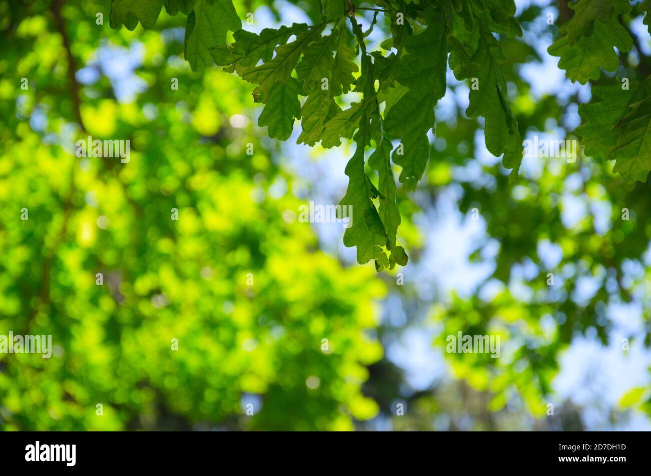 Grüne Eiche Blätter ona verschwommen sonnigen Hintergrund der Bäume mit Üppiges Laub im Frühlingswald Stockfoto