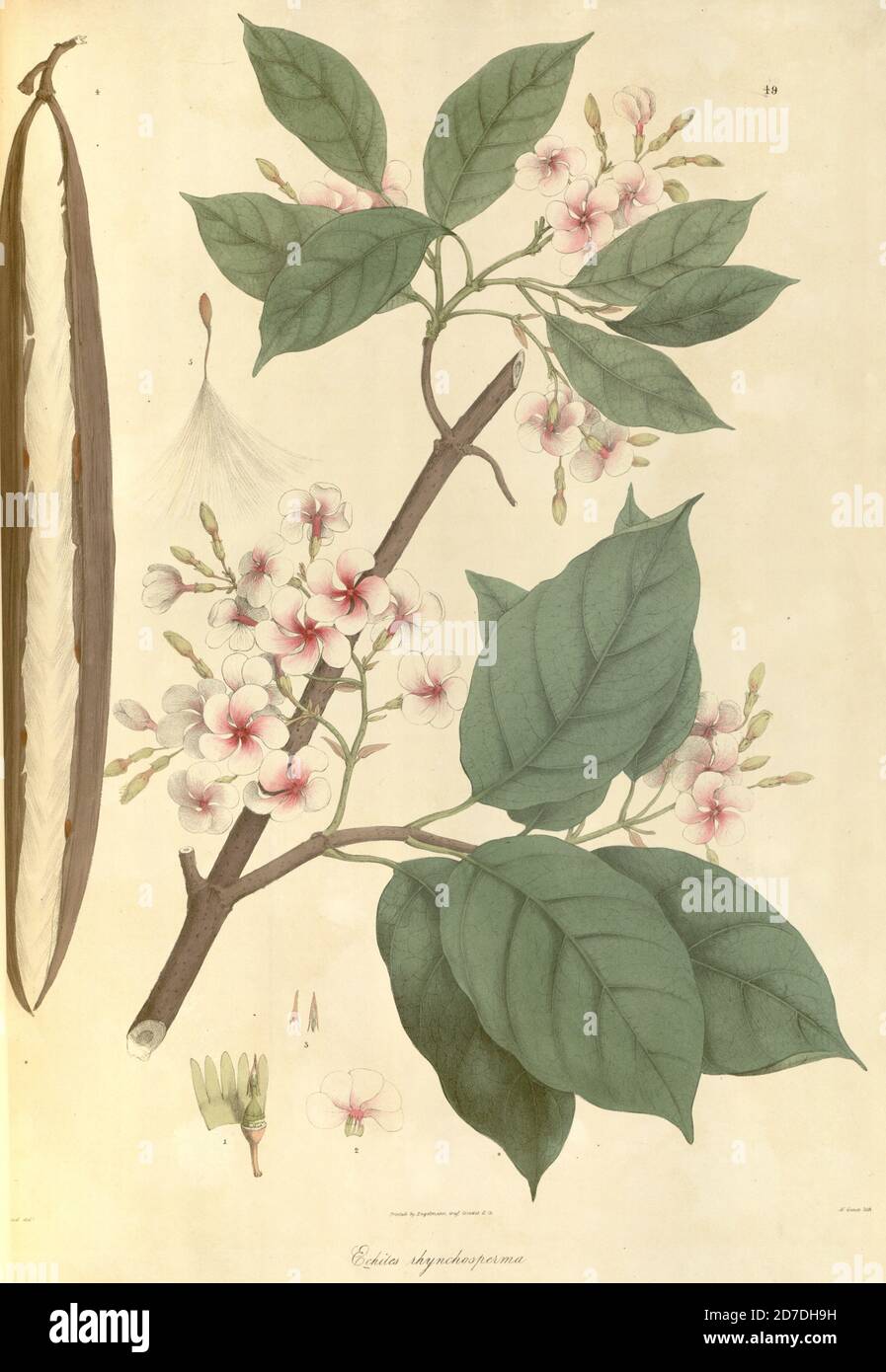 Echiles rhynchosperma [Echiles rhynchospermum] aus Plantae Asiaticae rariores, oder Beschreibungen und Abbildungen einer ausgewählten Anzahl unveröffentlichter ostindischer Pflanzen Band 1 von N. Wallich. Nathaniel Wolff Wallich FRS FRSE (28. Januar 1786 – 28. April 1854) war ein Chirurg und Botaniker dänischer Herkunft, der in Indien arbeitete, zunächst in der dänischen Siedlung bei Kalkutta und später für die dänische Ostindien-Kompanie und die British East India Company. Er war an der frühen Entwicklung des botanischen Gartens von Kalkutta beteiligt, beschrieb viele neue Pflanzenarten und entwickelte eine große Herbarium-Sammlung Stockfoto