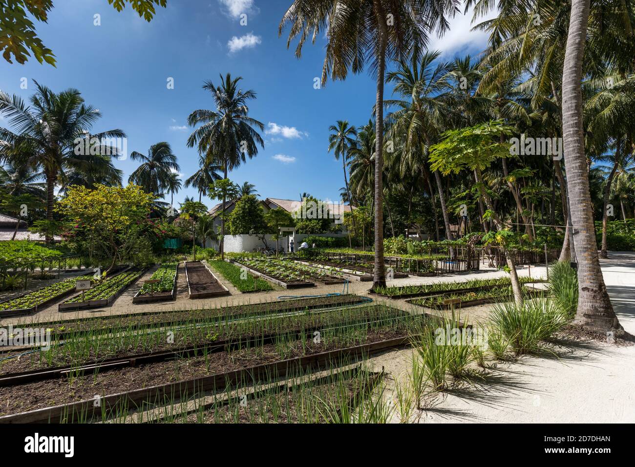Como Maalifushi; Hotel Gemüsegarten; Malediven Stockfoto