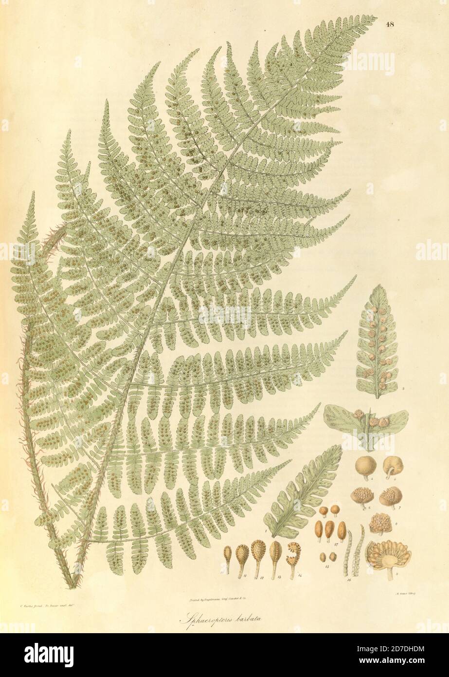 Sphaeropteris barbata Australian Tree Fern, Giant Scaly Tree Fern aus Plantae Asiaticae rariores, oder Beschreibungen und Abbildungen einer ausgewählten Anzahl unveröffentlichter ostindischer Pflanzen Band 1 von N. Wallich. Nathaniel Wolff Wallich FRS FRSE (28. Januar 1786 – 28. April 1854) war ein Chirurg und Botaniker dänischer Herkunft, der in Indien arbeitete, zunächst in der dänischen Siedlung bei Kalkutta und später für die dänische Ostindien-Kompanie und die British East India Company. Er war an der frühen Entwicklung des botanischen Gartens von Kalkutta beteiligt, beschrieb viele neue Pflanzenarten und entwickelte ein großes HE Stockfoto