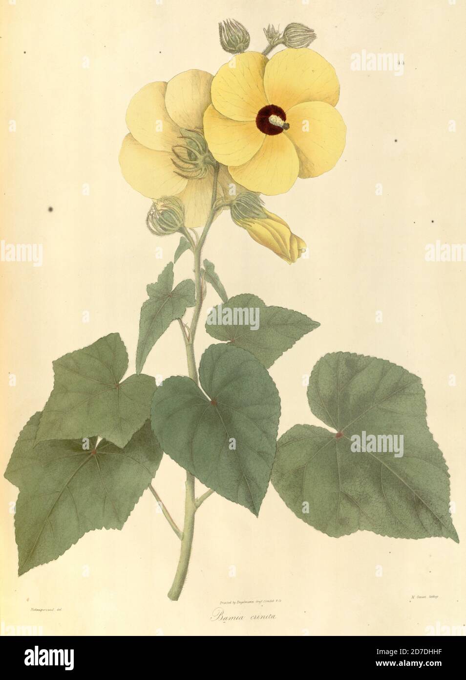 Bamia crinita aus Plantae Asiaticae rariores, oder Beschreibungen und Abbildungen einer ausgewählten Anzahl unveröffentlichter ostindischer Pflanzen Band 1 von N. Wallich. Nathaniel Wolff Wallich FRS FRSE (28. Januar 1786 – 28. April 1854) war ein Chirurg und Botaniker dänischer Herkunft, der in Indien arbeitete, zunächst in der dänischen Siedlung bei Kalkutta und später für die dänische Ostindien-Kompanie und die British East India Company. Er war an der frühen Entwicklung des botanischen Gartens von Kalkutta beteiligt, beschrieb viele neue Pflanzenarten und entwickelte eine große Herbariumsammlung, die an Collecti verteilt wurde Stockfoto