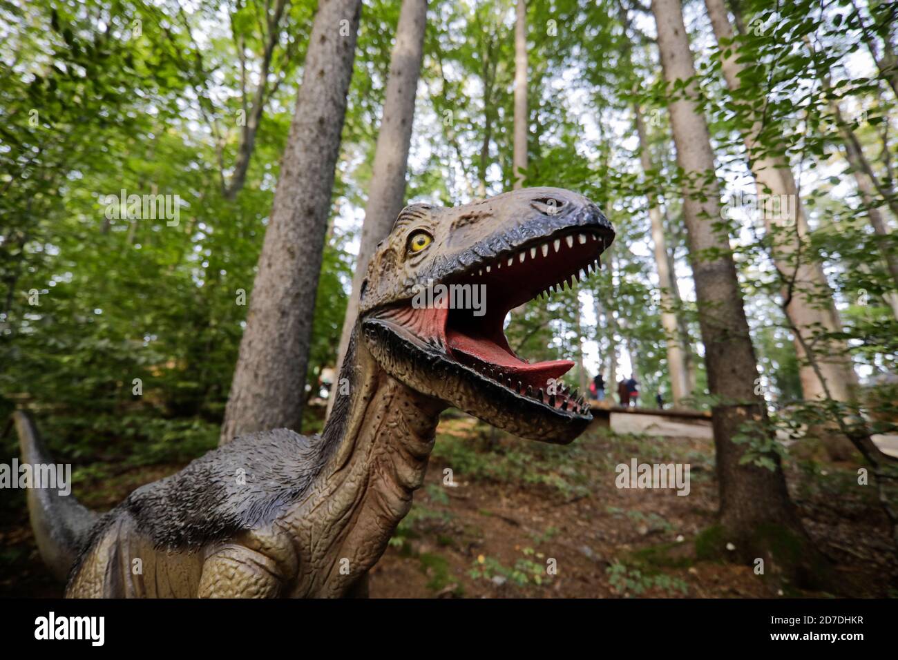 Rasnov, Rumänien - 3. Oktober 2020: Details mit einem Dino-Modell von Deinonychus in einem Dino-Park im Freien in Rumänien. Stockfoto