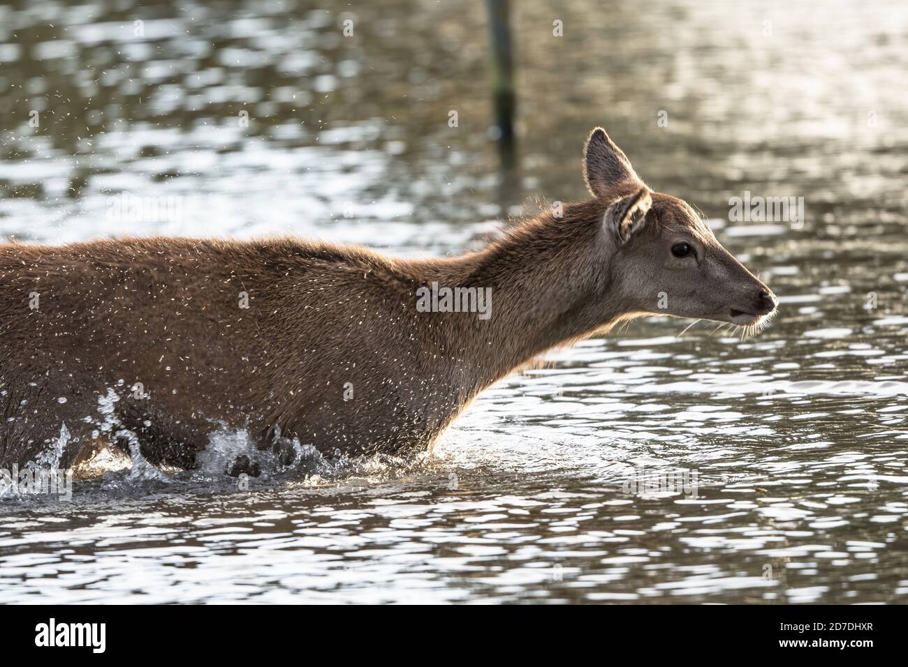 Junge Hirsche haben Spaß im Wasser Stockfoto
