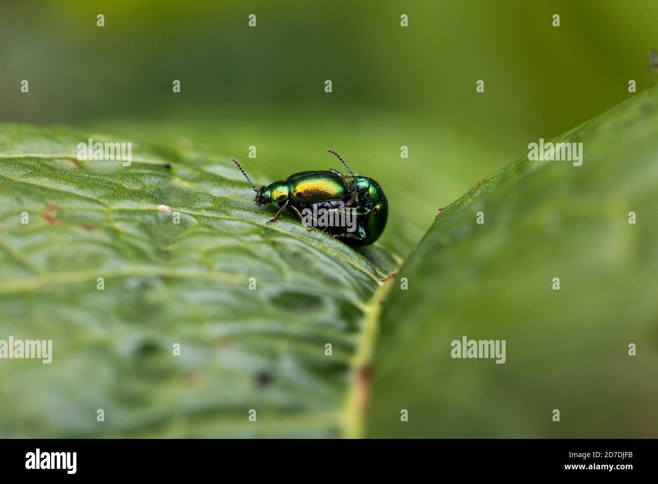 Dock Beetle; Gastrophysa viridula; Paar; UK Stockfoto