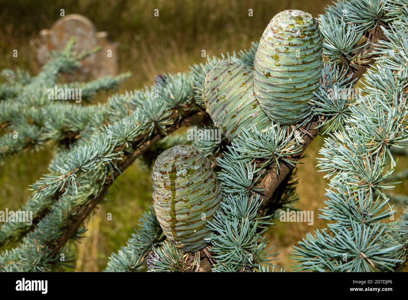 Blauer Zedernbaum in Suffolk, England Stockfoto