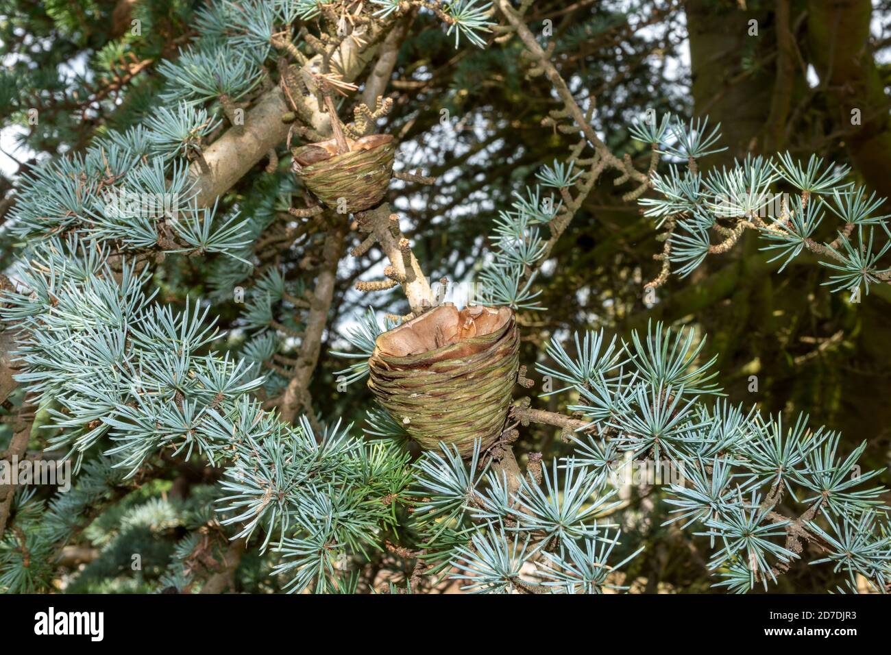 Blauer Zedernbaum in Suffolk, England Stockfoto
