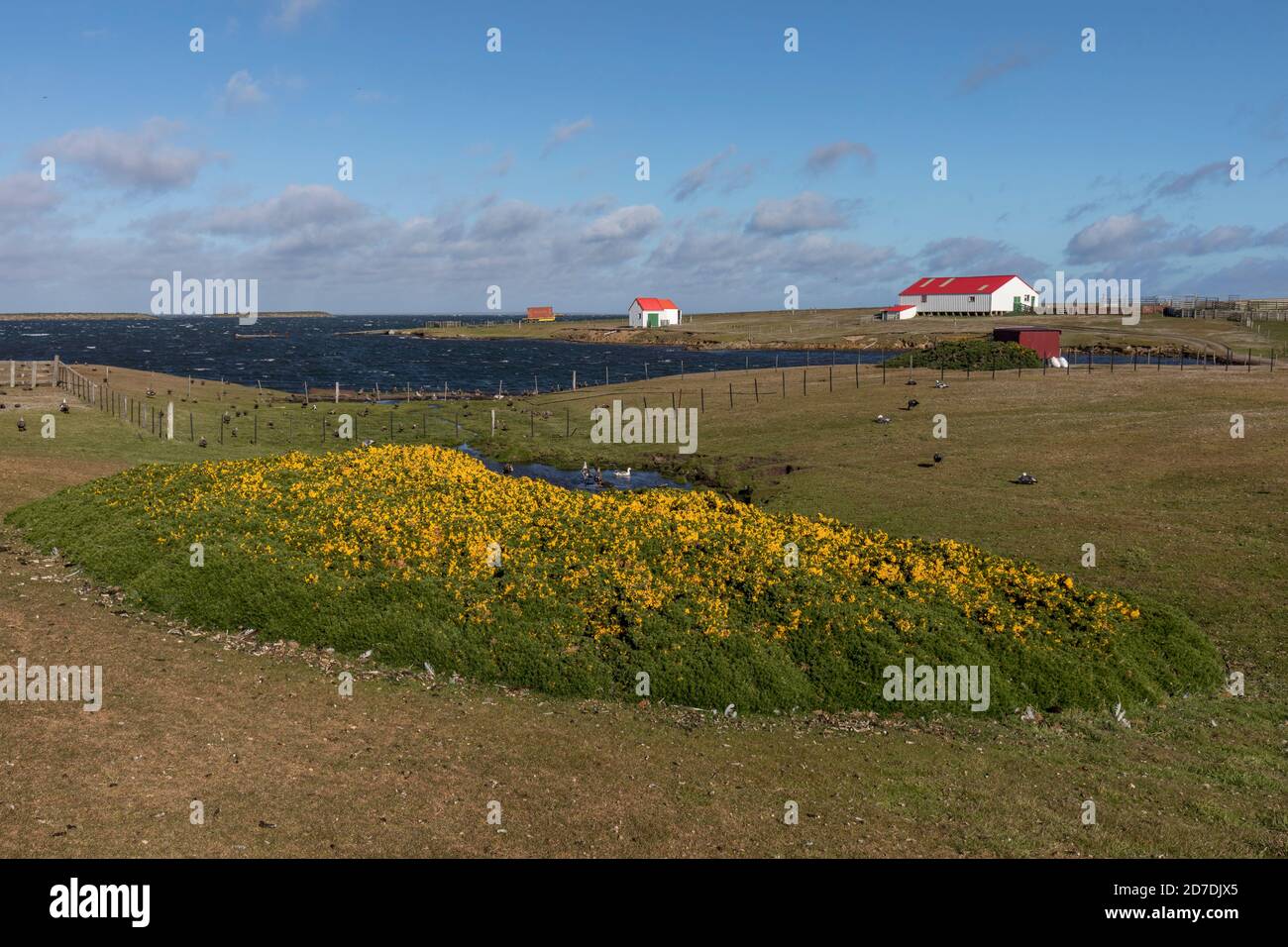 Bleaker Island; Siedlungsgebiet; Falklands Stockfoto