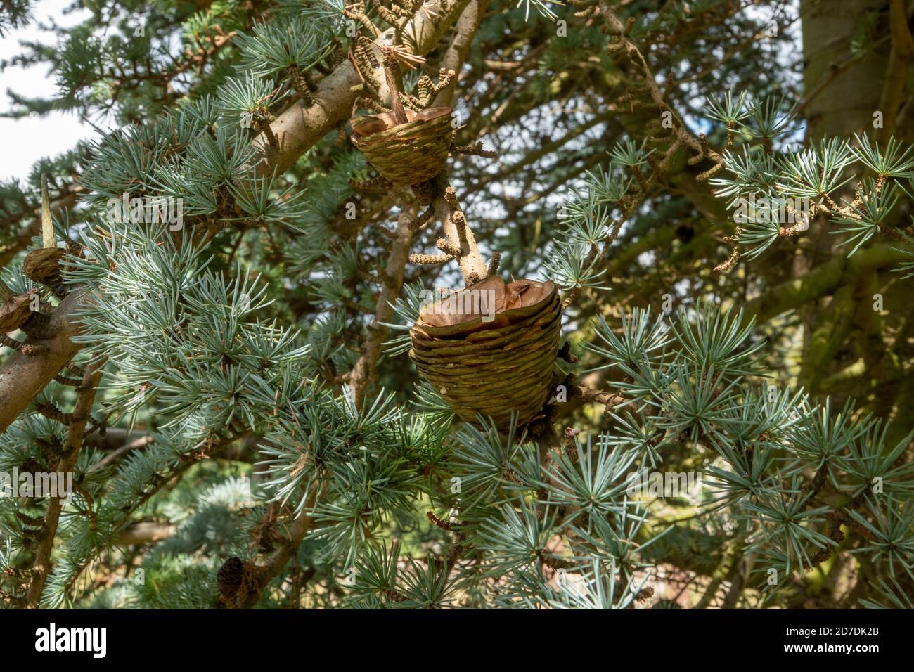 Blauer Zedernbaum in Suffolk, England Stockfoto