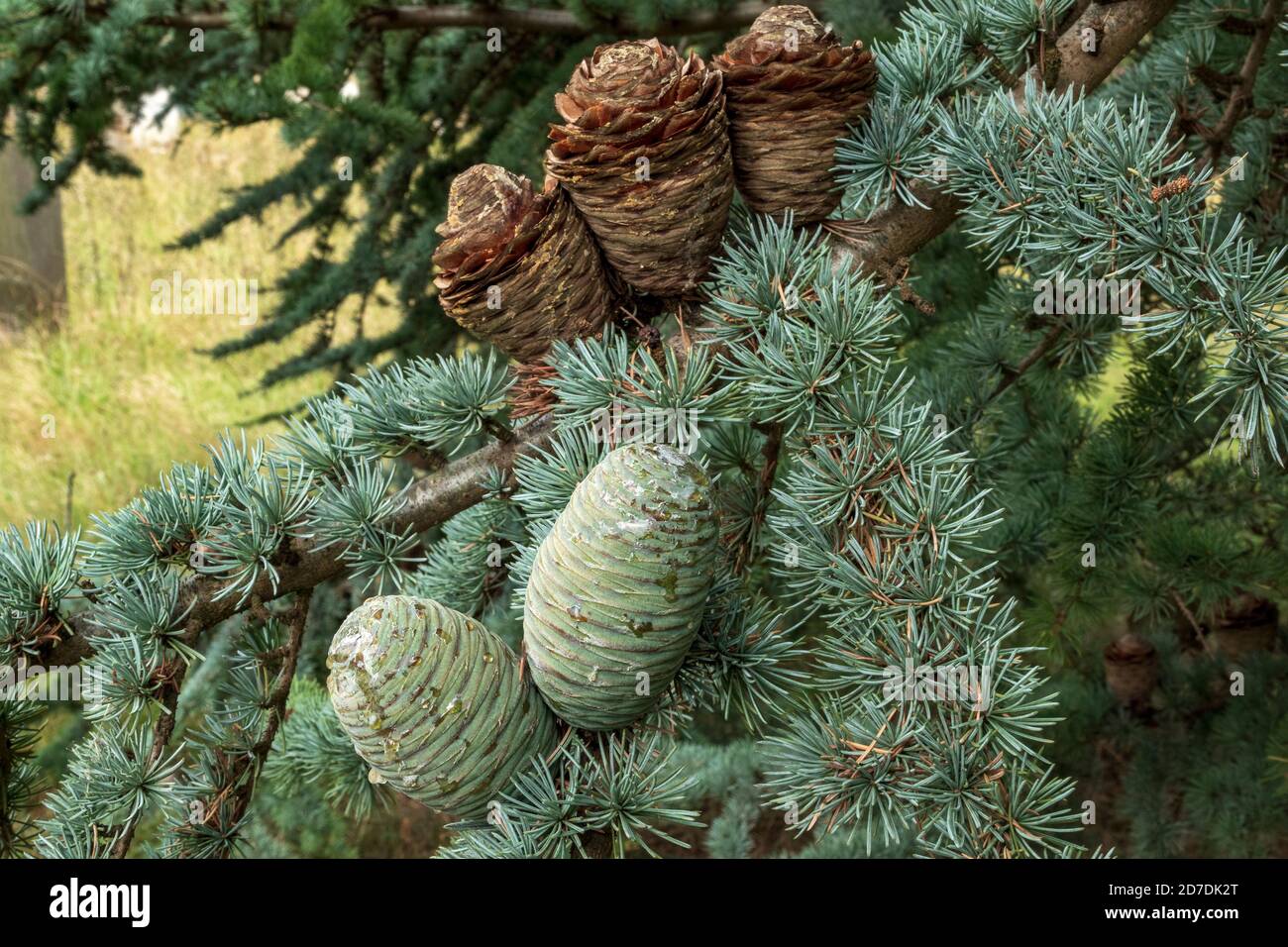 Blauer Zedernbaum in Suffolk, England Stockfoto