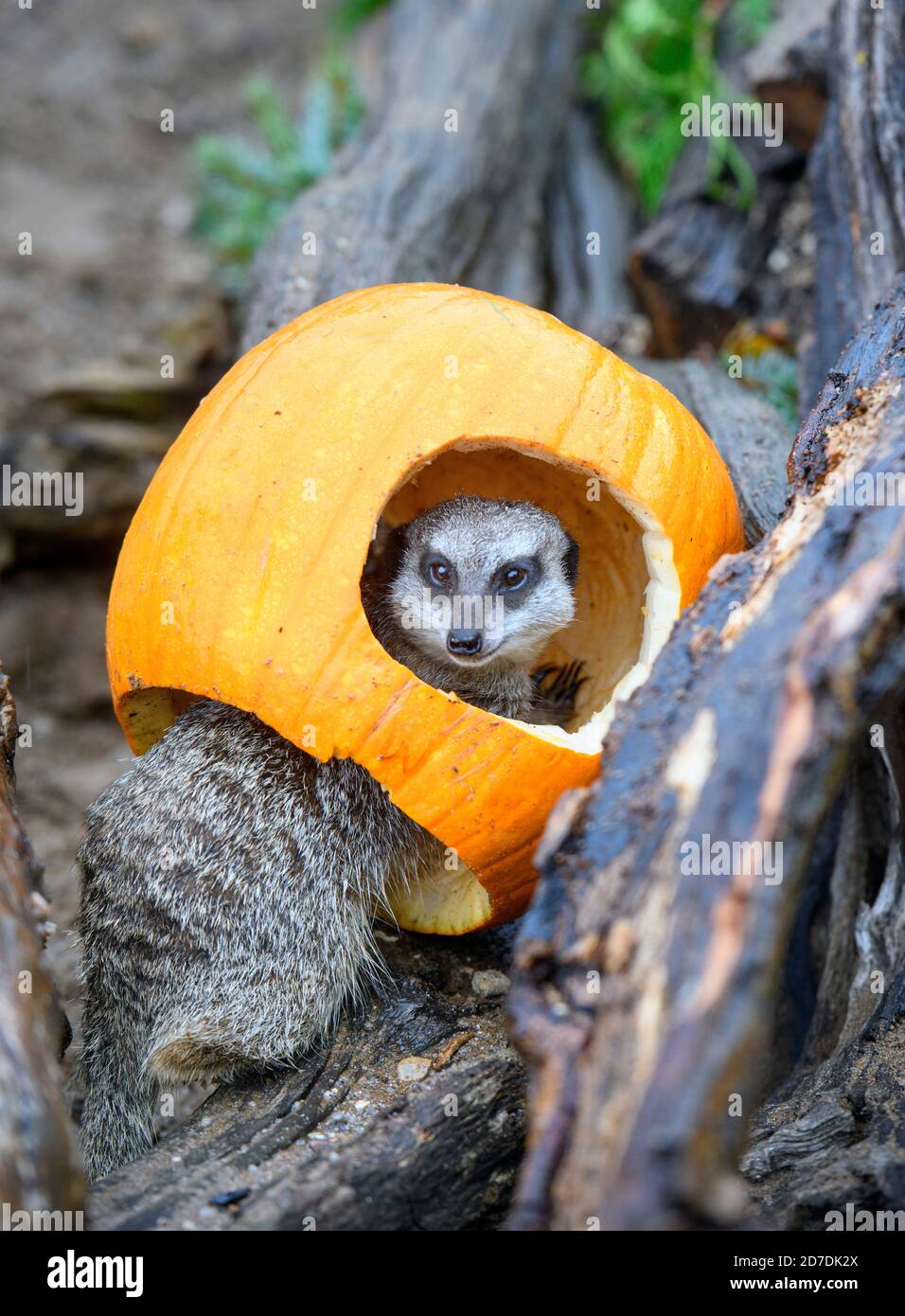 Die Erdmännchen am Wild Place Project bei Bristol untersuchen Kürbis Leckereien im Aufbau bis zu Halloween bei der Erhaltung Und Bildungszentrum w Stockfoto