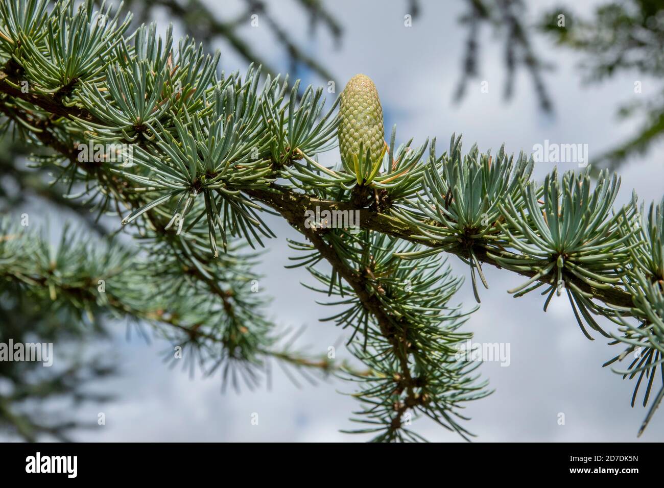 Blauer Zedernbaum in Suffolk, England Stockfoto