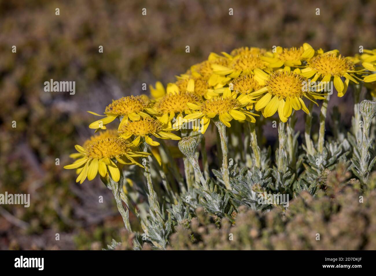 Falkland Woolly Daisy; Senecio littoralis; Blumen; Falklands Stockfoto