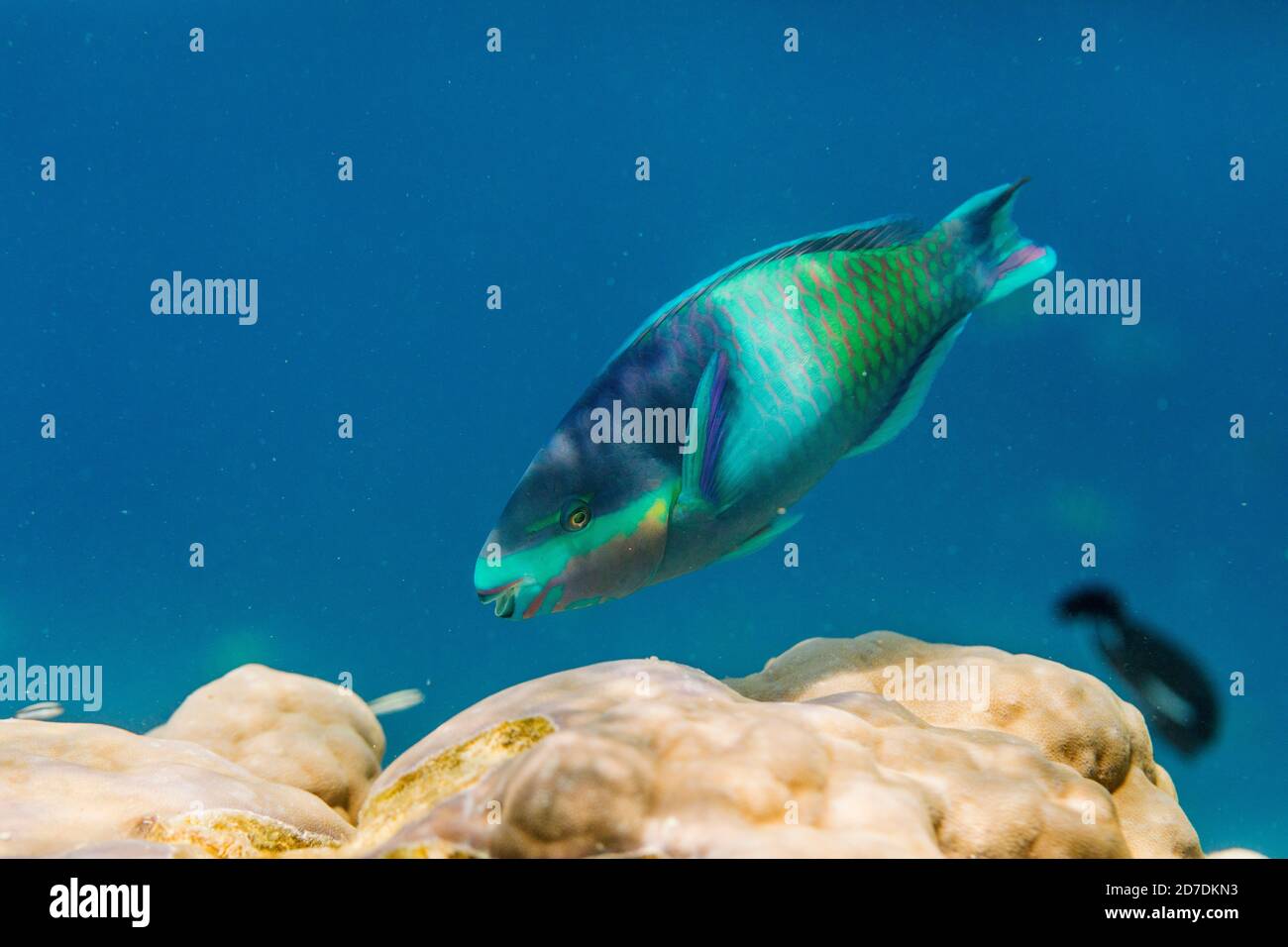 Fünf Saddle Parrotfish; Scarus scaber; Männlich; Malediven Stockfoto