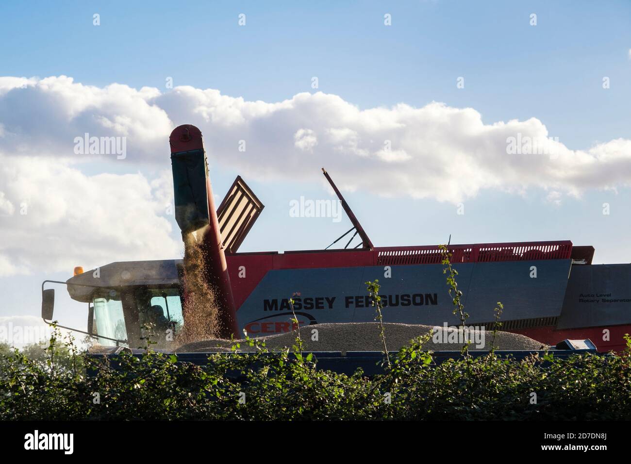 Ein Massey Ferguson Mähdrescher, der während der Ernte Getreide in einen Anhänger entleert. North Yorkshire, England, Großbritannien Stockfoto