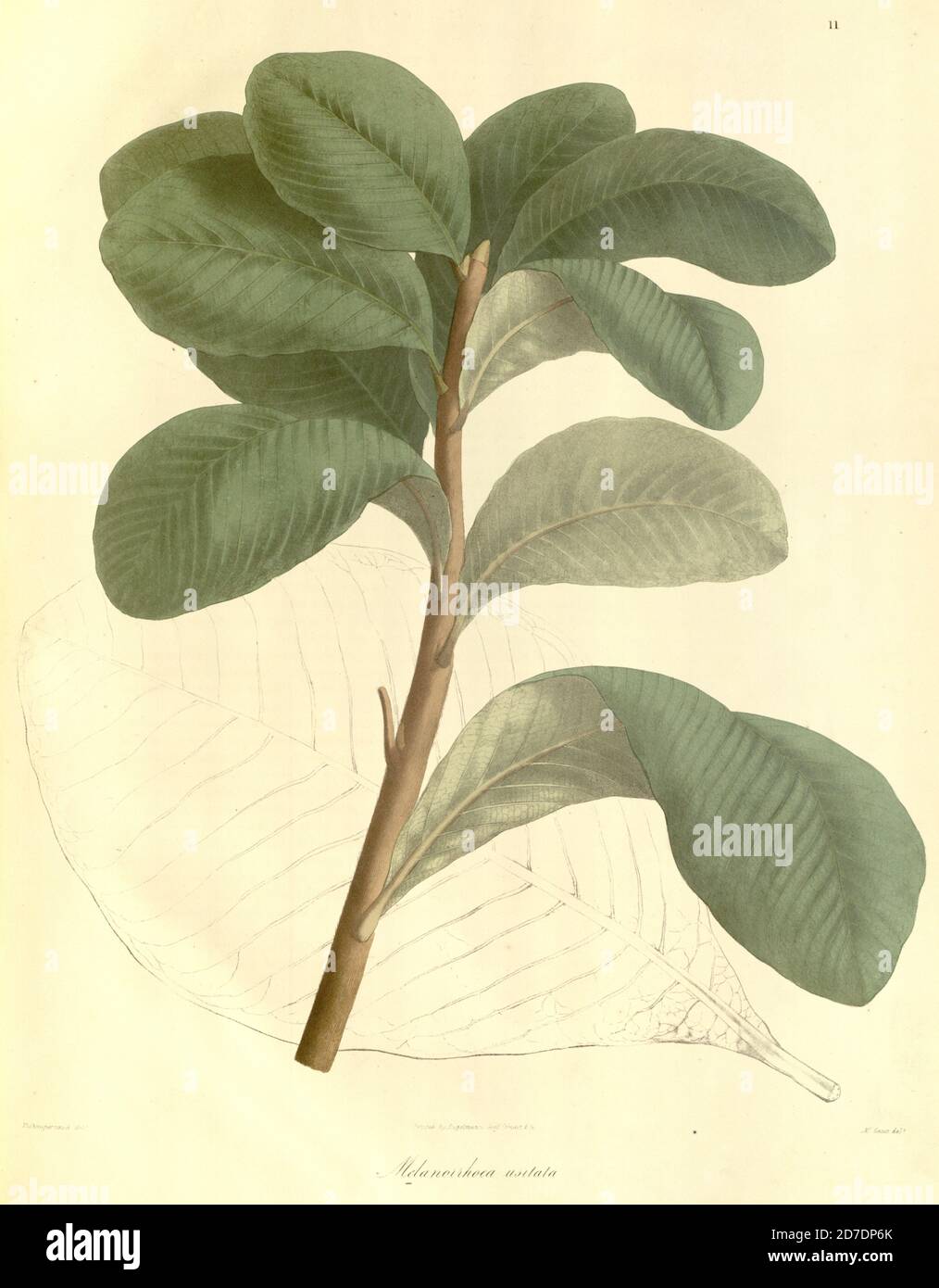 Gluta usitata, früher als Melanorrhoea usitata bekannt, ist eine asiatische Baumart aus der Familie der Anacardiaceae. Es kann als birmanischer Lack, theetsee, thitsi oder ringas bekannt sein. Aus Plantae Asiaticae rariores, oder Beschreibungen und Abbildungen einer ausgewählten Anzahl unveröffentlichter ostindischer Pflanzen Band 1 von N. Wallich. Nathaniel Wolff Wallich FRS FRSE (28. Januar 1786 – 28. April 1854) war ein Chirurg und Botaniker dänischer Herkunft, der in Indien arbeitete, zunächst in der dänischen Siedlung bei Kalkutta und später für die dänische Ostindien-Kompanie und die British East India Company. Er war am Ohr beteiligt Stockfoto