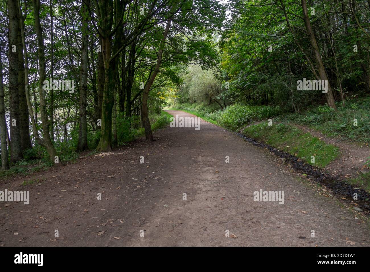 Waldbäume entlang eines Kiesfussweges in einem Naturpark. Stockfoto