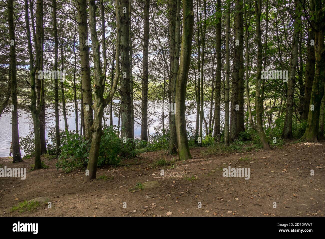 Waldbäume entlang eines Kiesfussweges in einem Naturpark. Stockfoto