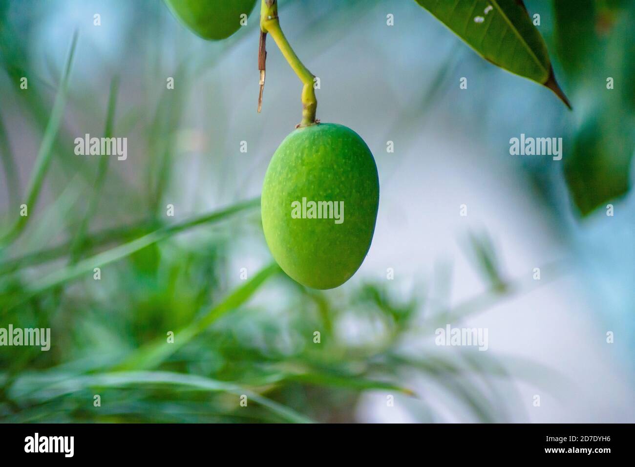 Nahaufnahme von Mangos, die am Mangobaum hängen, Mangofarm. Mangifera indica. Stockfoto