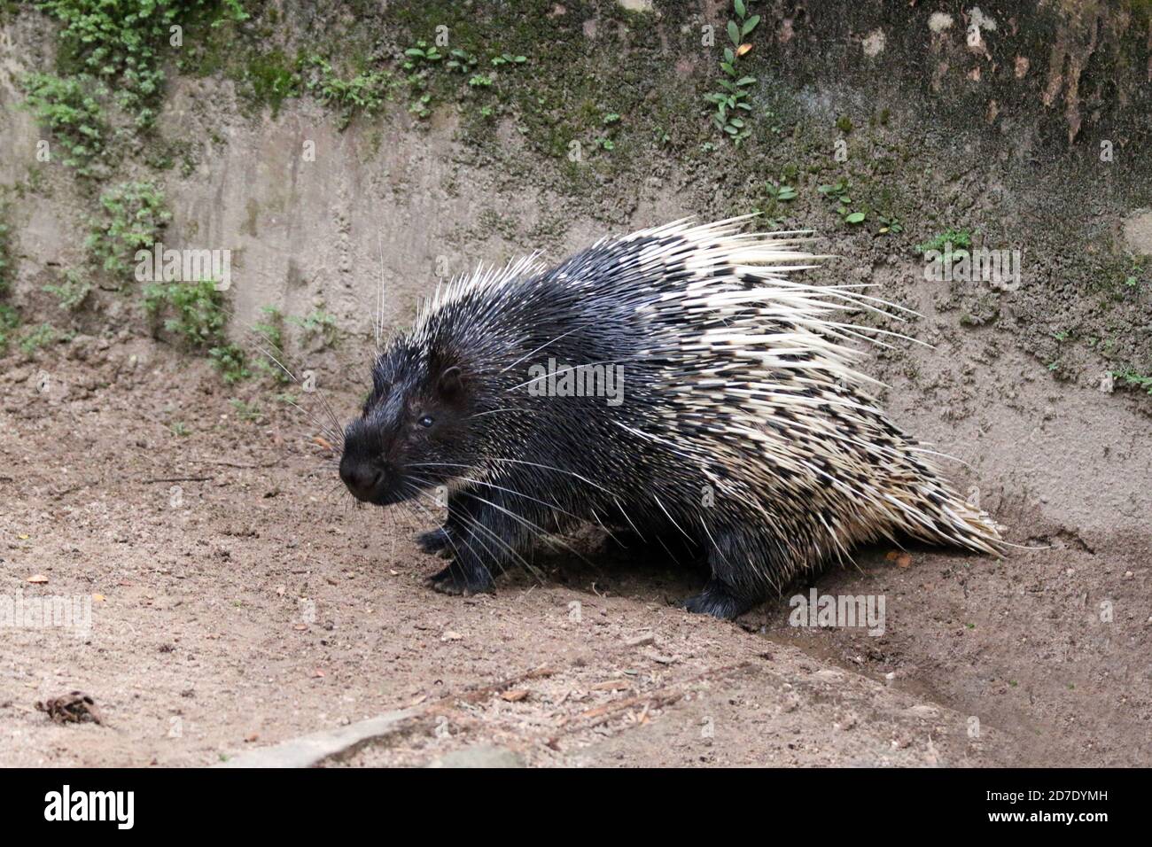 Malaiisches Stachelschwein (Hystrix brachyura) Stockfoto