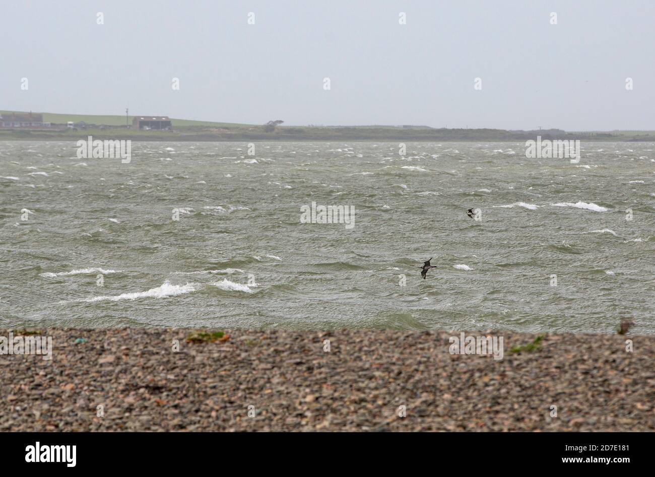 Arctic Skua, Stercorarius parasiticus, der bei stürmischem Wetter an Walney Island vorbeifliegt, Cumbria, Großbritannien. Stockfoto