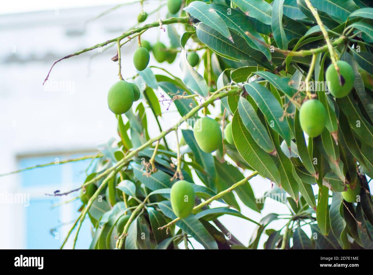 Nahaufnahme von Mangos, die am Mangobaum hängen, Mangofarm. Mangifera indica. Stockfoto