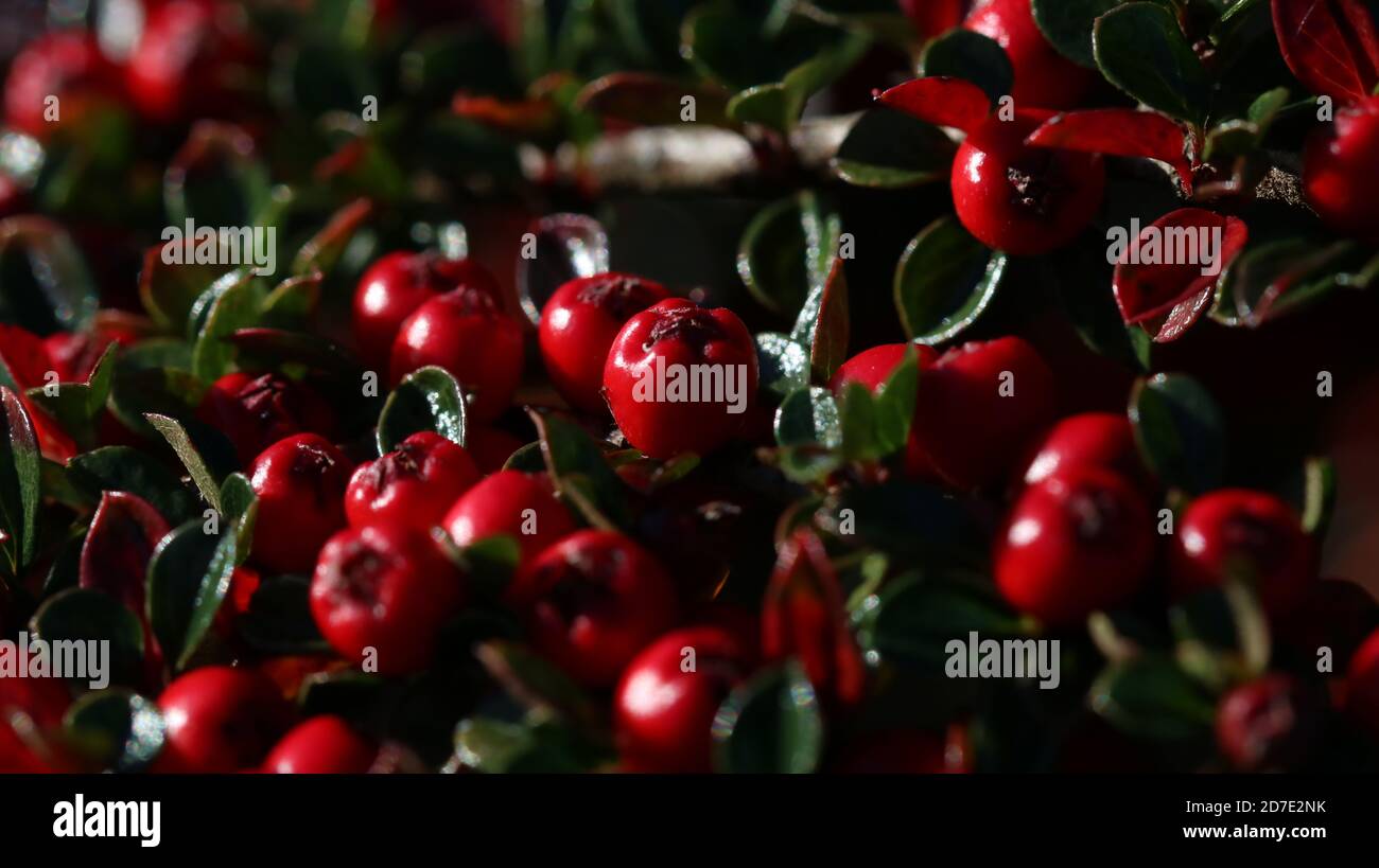 Rote Beeren im Herbst, Schottland Stockfoto