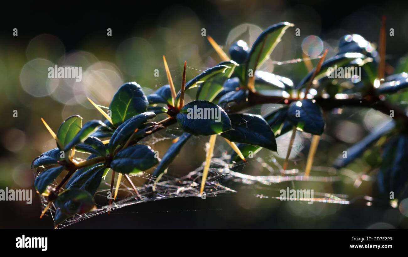 Blätter mit Spinnennetz, Schottland Stockfoto