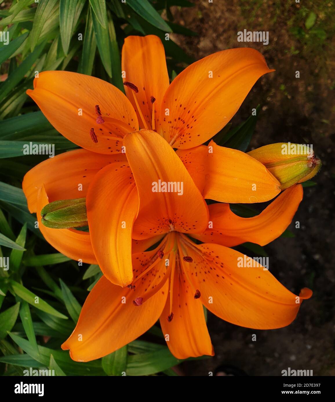 Nahaufnahme von zwei asiatischen Lily Blütenköpfe in voller Blüte Stockfoto