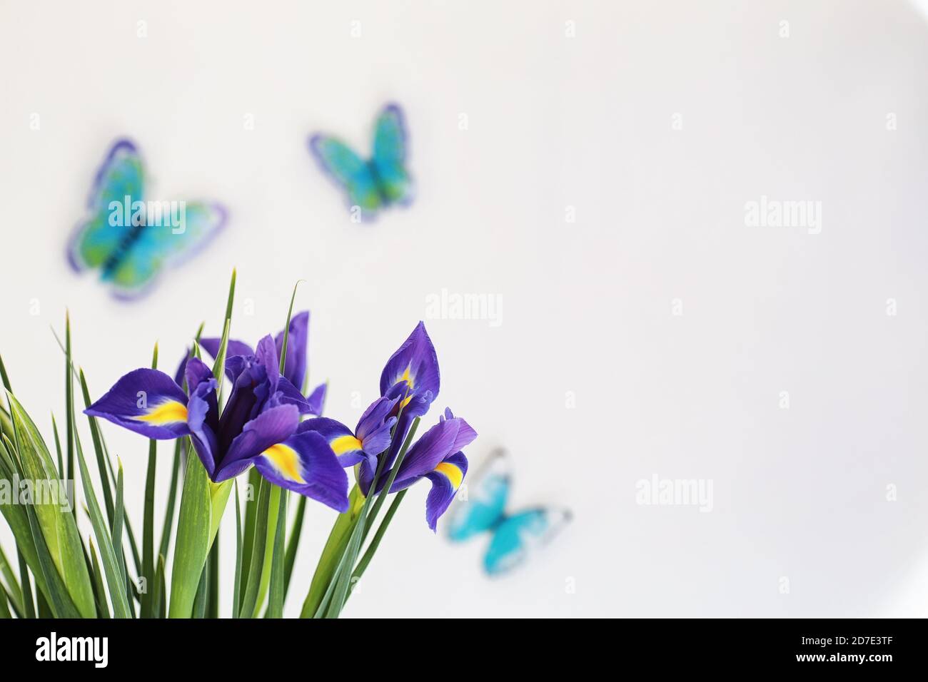 Purple Iris auf weißem Hintergrund mit Schmetterlingen Stockfoto