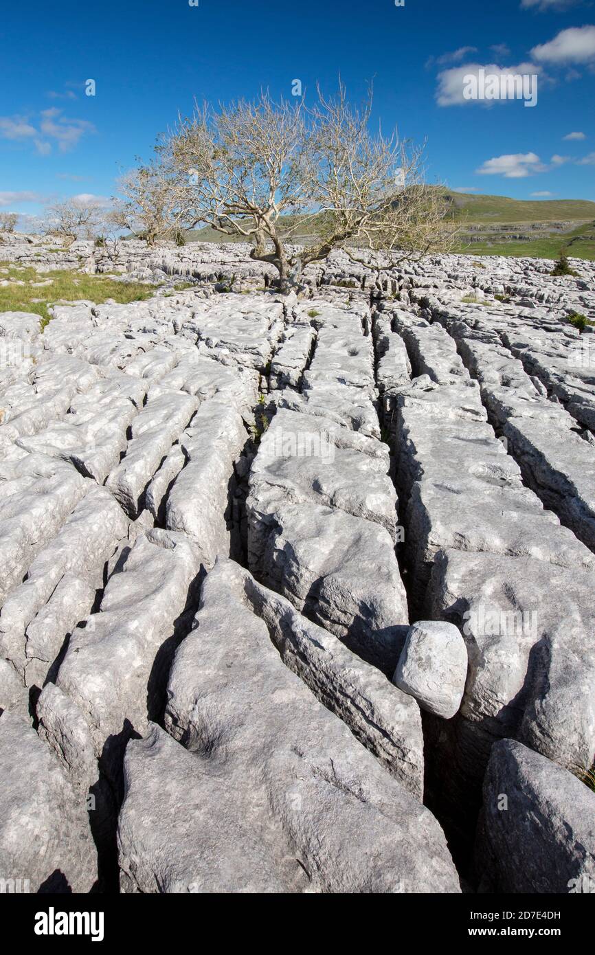 Eschenbäume, die von Ash Dieback auf Kalksteinpflaster auf Twisleton Scar oberhalb von Ingleton, Yorkshire Dales, UK mit Penyghent im Hintergrund sterben. Stockfoto