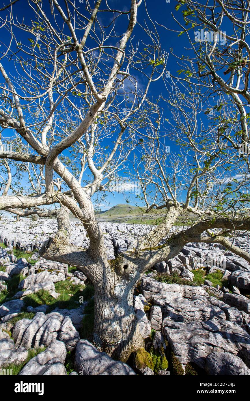 Eschenbäume, die von Ash Dieback auf Kalksteinpflaster auf Twisleton Scar oberhalb von Ingleton, Yorkshire Dales, UK mit Penyghent im Hintergrund sterben. Stockfoto