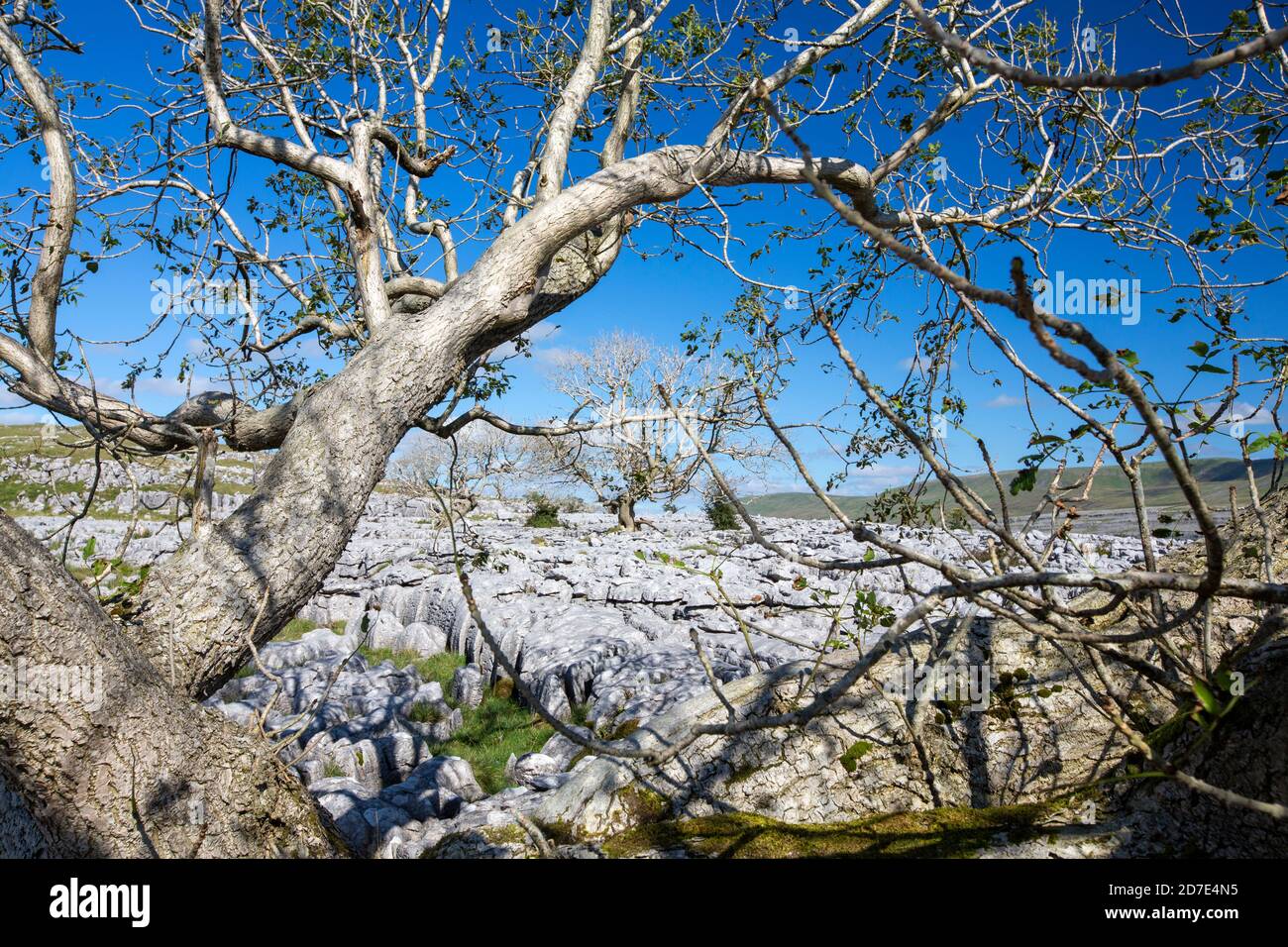 Eschenbäume, die von Ash Dieback auf Kalksteinpflaster auf Twisleton Scar oberhalb von Ingleton, Yorkshire Dales, UK mit Penyghent im Hintergrund sterben. Stockfoto