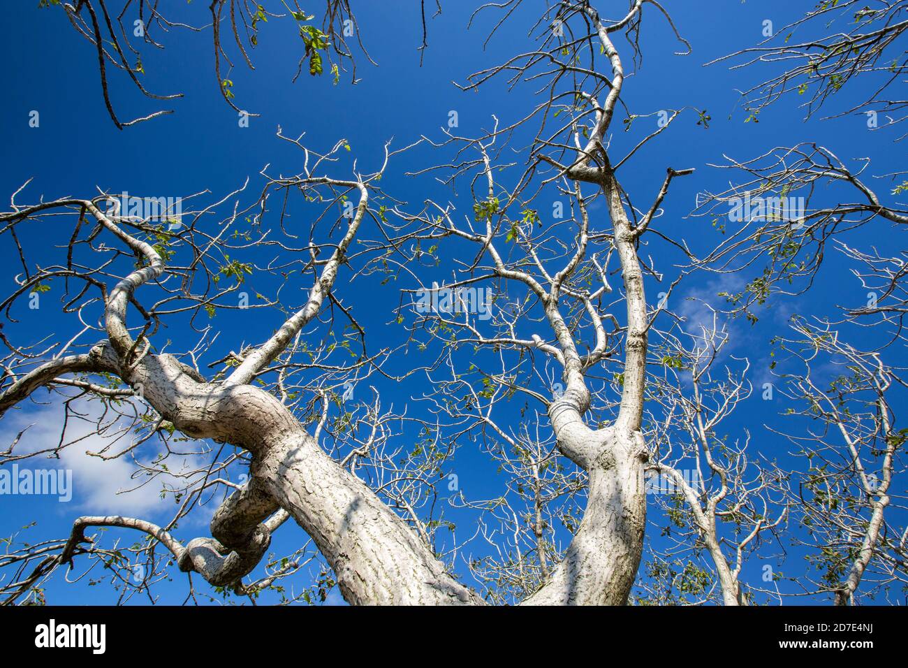 Eschenbäume, die auf Kalksteinpflaster auf Twisleton Scar oberhalb von Ingleton, Yorkshire Dales, Großbritannien, von Aschentölben sterben. Stockfoto