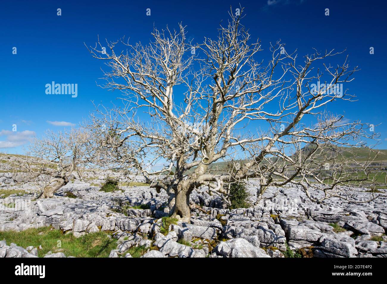 Eschenbäume, die von Ash Dieback auf Kalksteinpflaster auf Twisleton Scar oberhalb von Ingleton, Yorkshire Dales, UK mit Penyghent im Hintergrund sterben. Stockfoto