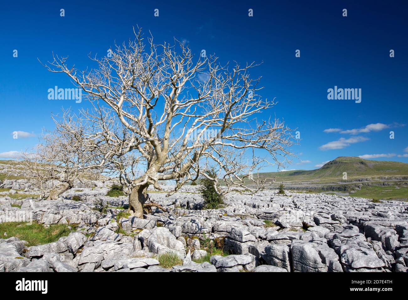 Eschenbäume, die von Ash Dieback auf Kalksteinpflaster auf Twisleton Scar oberhalb von Ingleton, Yorkshire Dales, UK mit Penyghent im Hintergrund sterben. Stockfoto