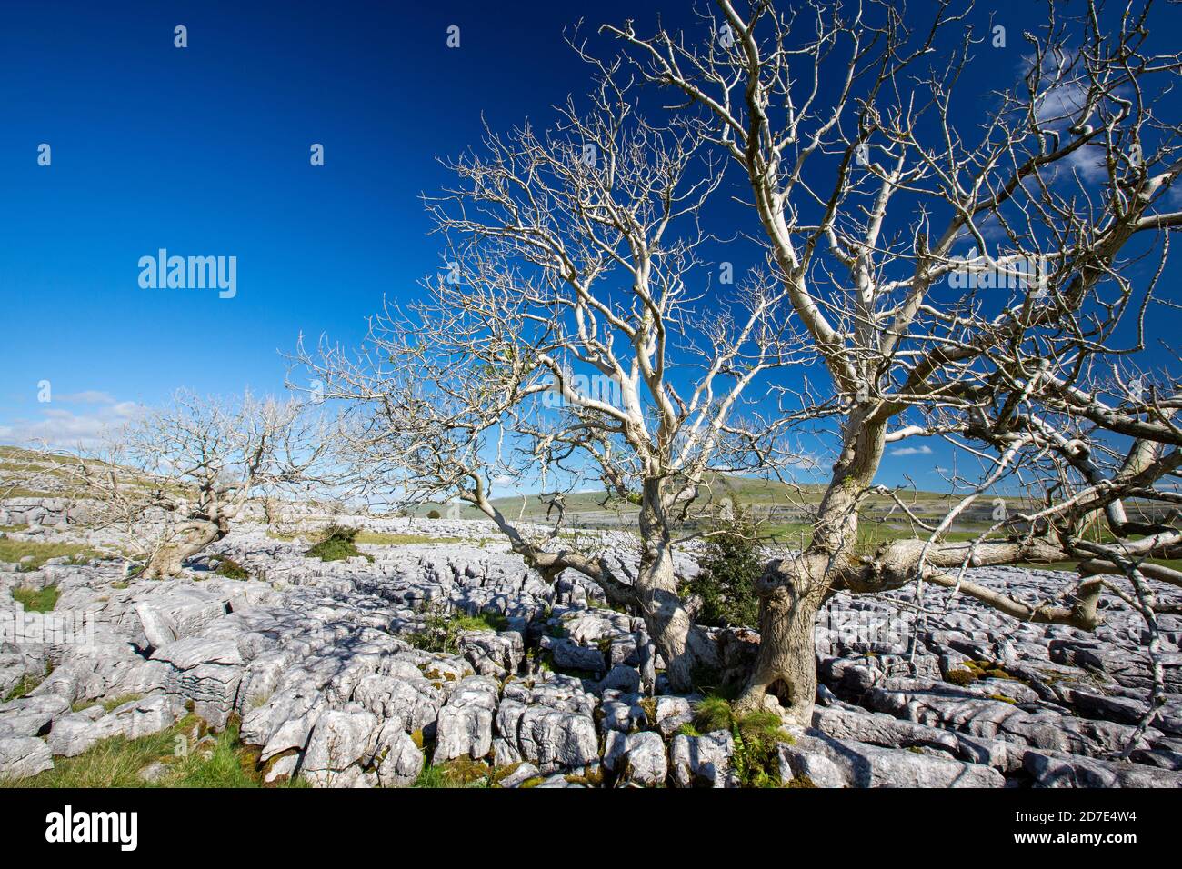Eschenbäume, die von Ash Dieback auf Kalksteinpflaster auf Twisleton Scar oberhalb von Ingleton, Yorkshire Dales, UK mit Penyghent im Hintergrund sterben. Stockfoto