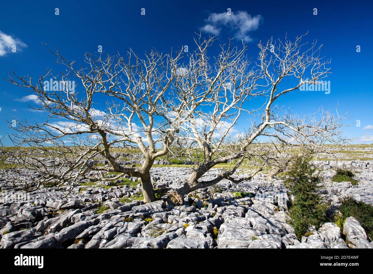 Eschenbäume, die von Ash Dieback auf Kalksteinpflaster auf Twisleton Scar oberhalb von Ingleton, Yorkshire Dales, UK mit Penyghent im Hintergrund sterben. Stockfoto