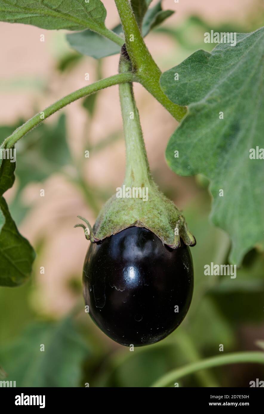 Aubergine im Garten. Frische Bio-lila Aubergine wächst im Boden. Solanum melongena Stockfoto