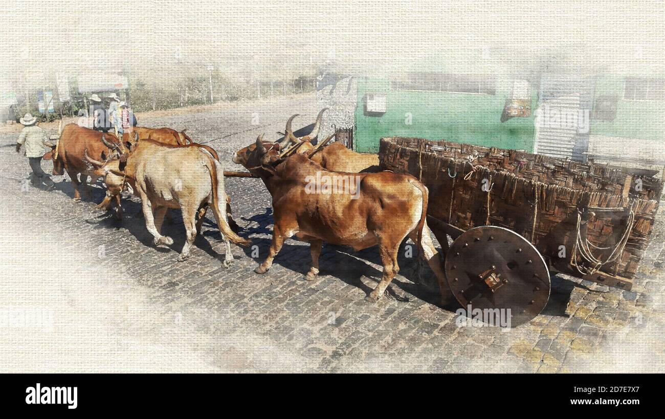 Ochsen ziehen Wagen Stockfoto