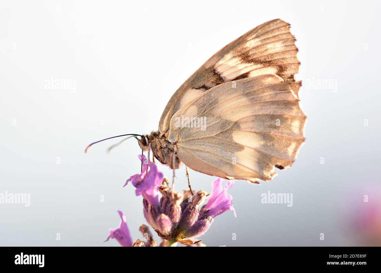 Makroaufnahme des Schmetterlings der marmorierten weißen Art (Melanargia galathea), der auf Blumen der warmen Jahreszeit ruht. Stockfoto
