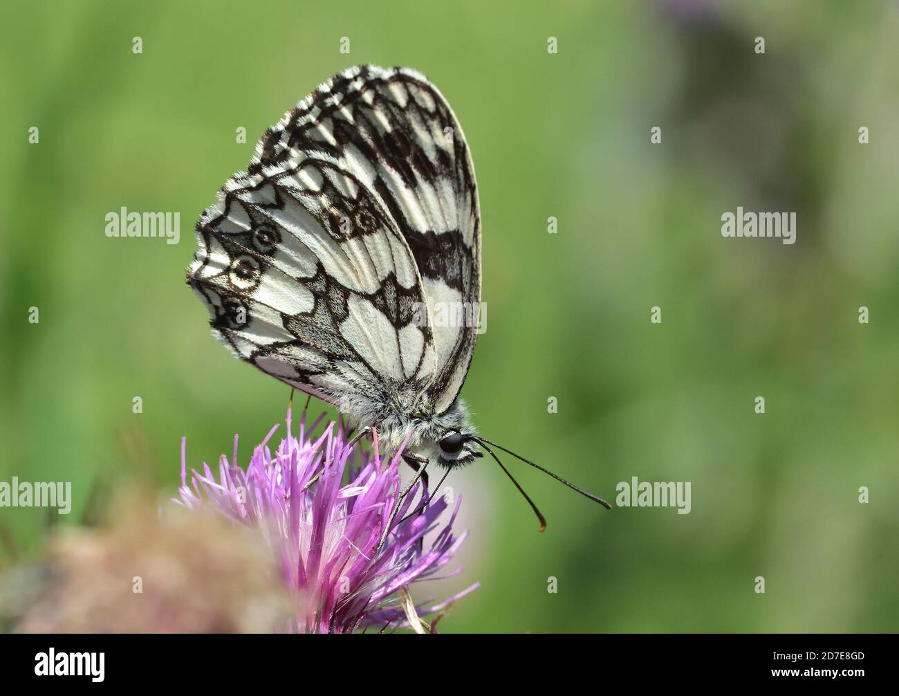 Makroaufnahme des Schmetterlings der marmorierten weißen Art (Melanargia galathea), der auf Blumen der warmen Jahreszeit ruht. Stockfoto