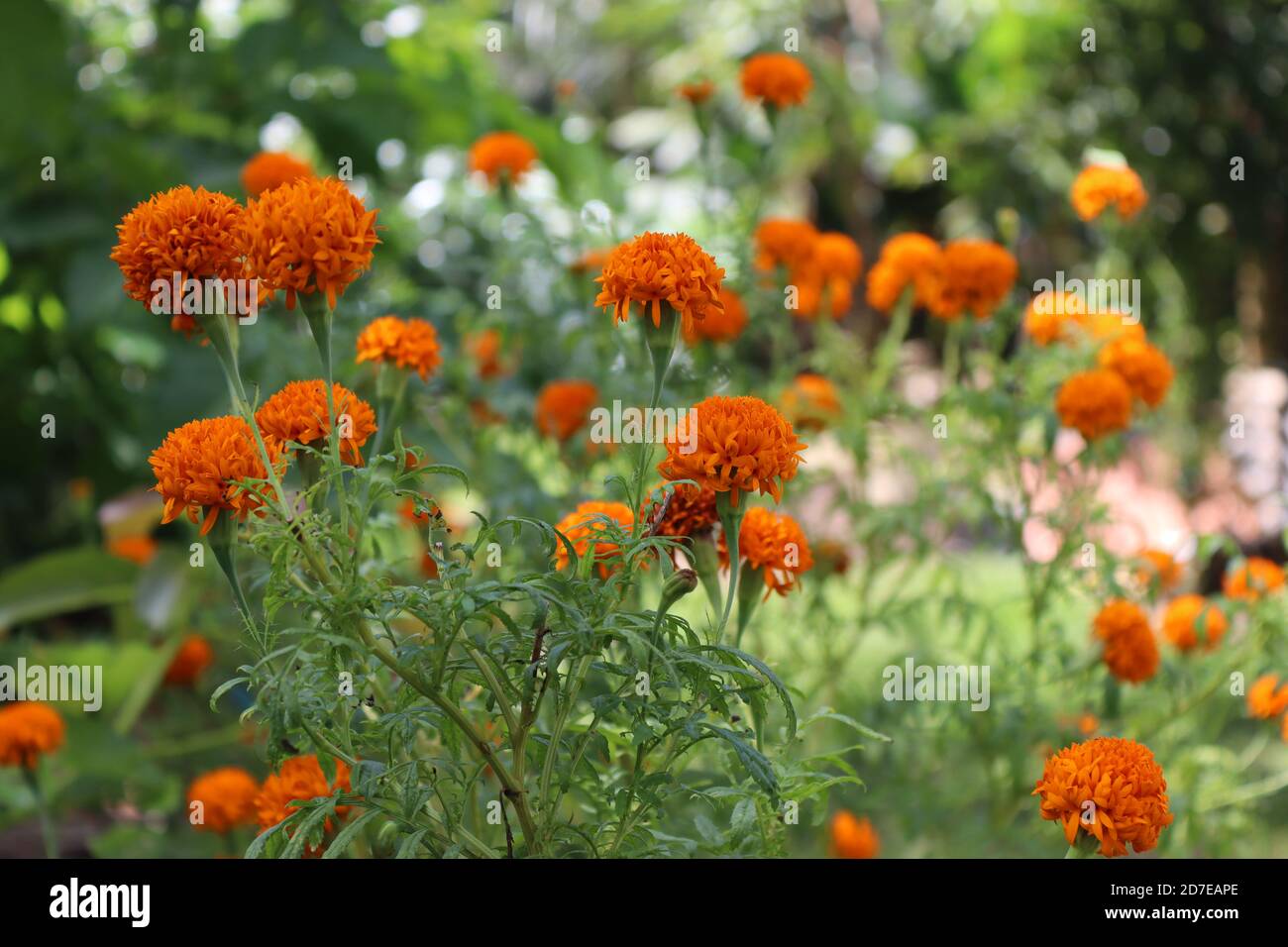 Diese Blumen wie orange Kugeln fügen einen tollen Look für die Umwelt. Dieses Geschenk stammt von der Natur. Stockfoto