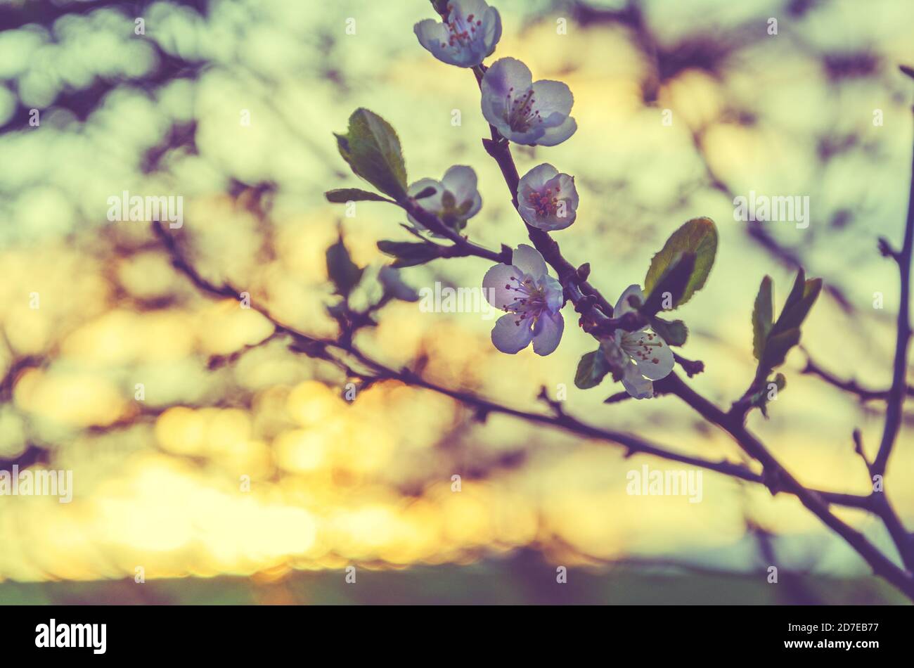 Nahaufnahme eines Astes blühender Kirschblüten auf einem Hintergrund des farbenfrohen Sonnenuntergangs. Stockfoto