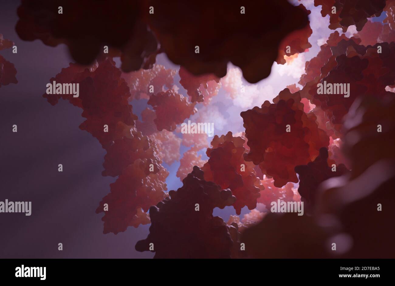 Hämoglobin ist das eisenhaltige Sauerstoff-Transport-Metalloprotein in den roten Blutkörperchen. Es transportiert Sauerstoff aus der Lunge zum Rest des Körpers. Stockfoto