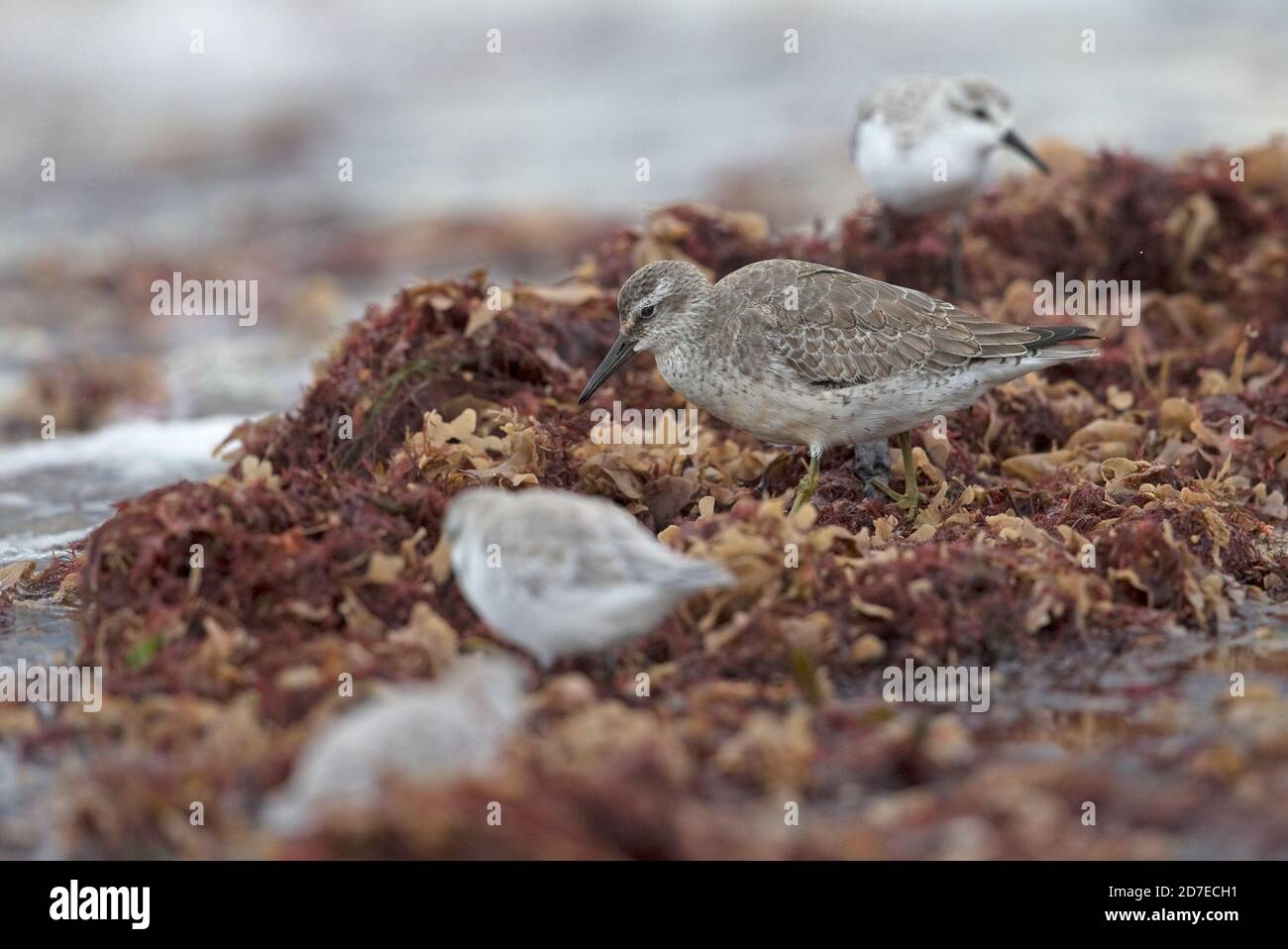 Roter Knoten (Calidris canutus) Fütterung von Algen Norfolk Oktober 2020 mit Sanderling (Calidris alba) Stockfoto