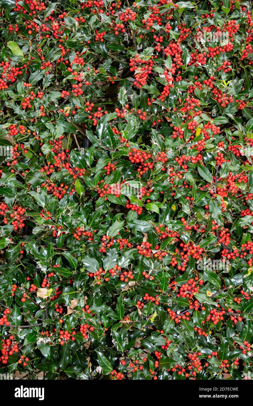 Holly Baum in Suffolk, England Stockfoto