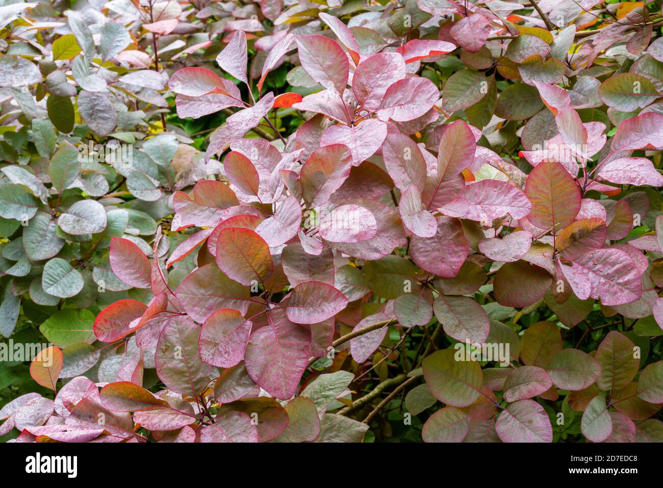 Nahaufnahme von Tau bedeckten Rauchbaum, Cotinus 'Grace'. Im Herbst werden die Blätter von grün zu bronzefarben. Stockfoto