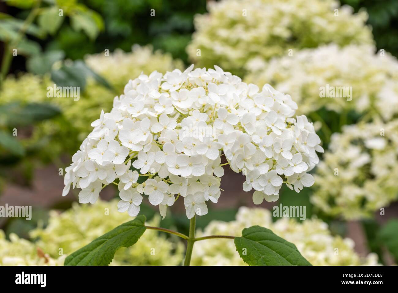 Nahaufnahme einer einzigen Blüte von reinweißem Mophead Hydrangea 'Annabelle'. Blätter und Hydrangea Blüten verschwommen im Hintergrund. Stockfoto