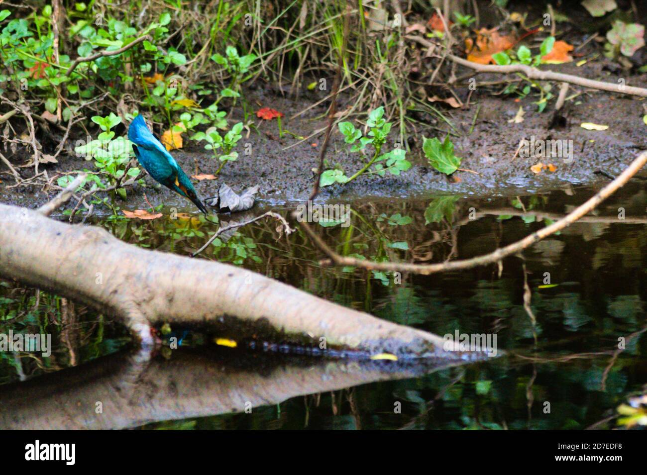 Eisvogel, Tauchen Stockfoto